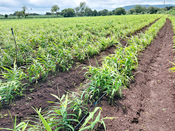 सततच्या पावसामुळे पुसेगाव परिसरातील खरीप हंगाम संकटात