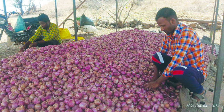 कांद्याचे दर कोसळल्यामुळे शेतकरी चिंताग्रस्त