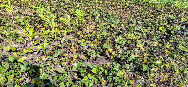 माण तालुक्यातील मूग पिकाला कीड व रोगाचा फटका