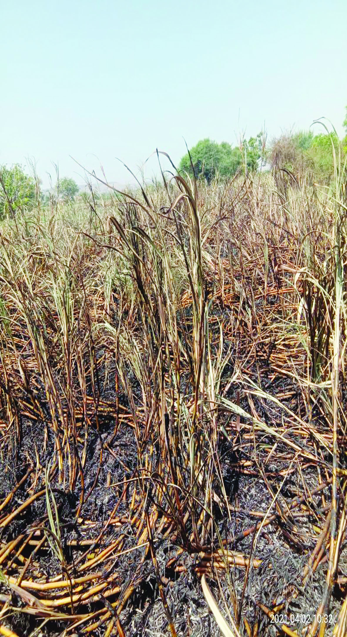 वडगाव येथे शॉट सर्किटमुळे ऊस जळून खाक; दोन लाख वीस हजारांचे नुकसान