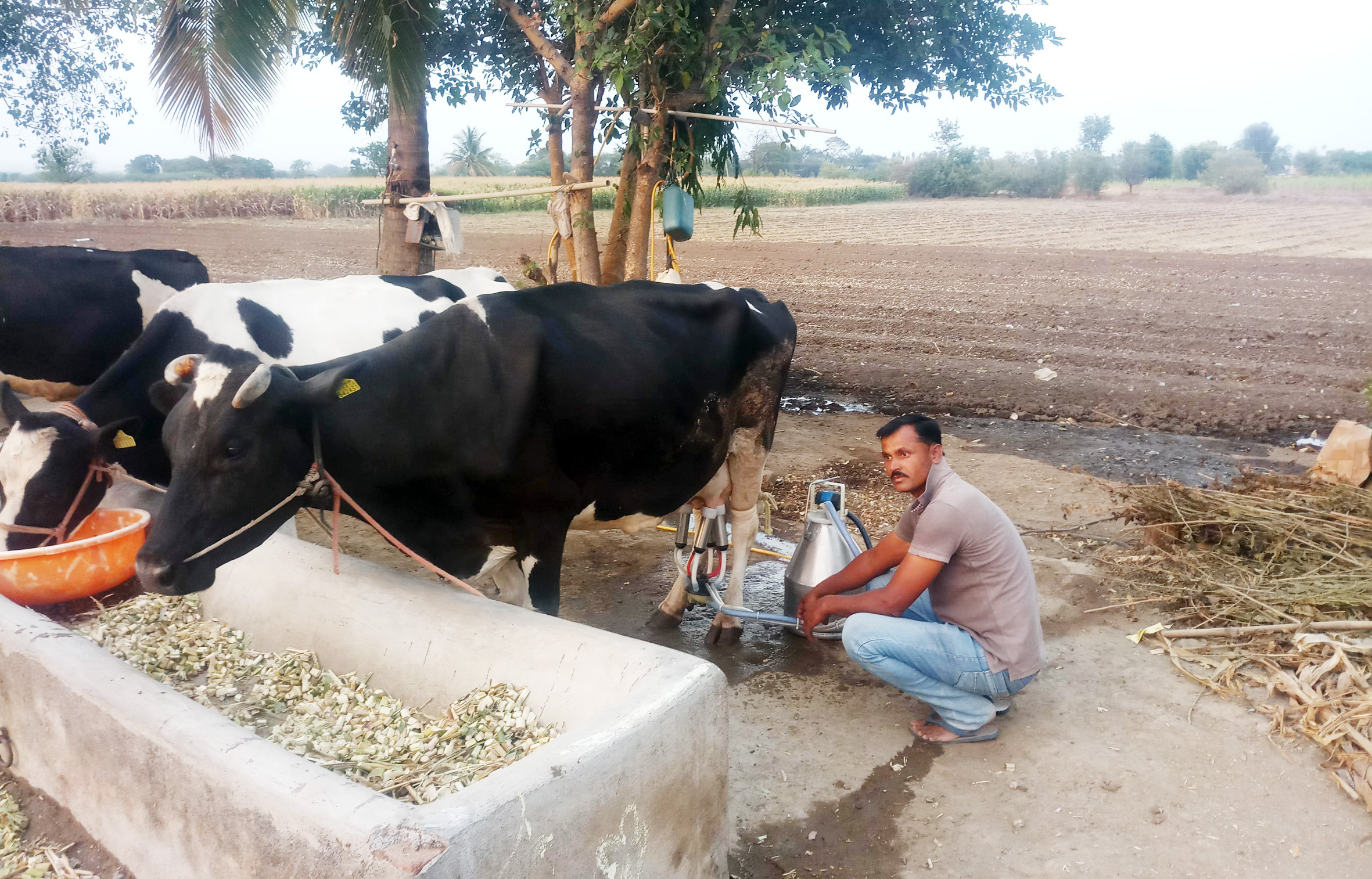 दुष्काळी भागातील दुग्ध उत्पादक शेतकरी भाव घसरल्याने तोट्यात