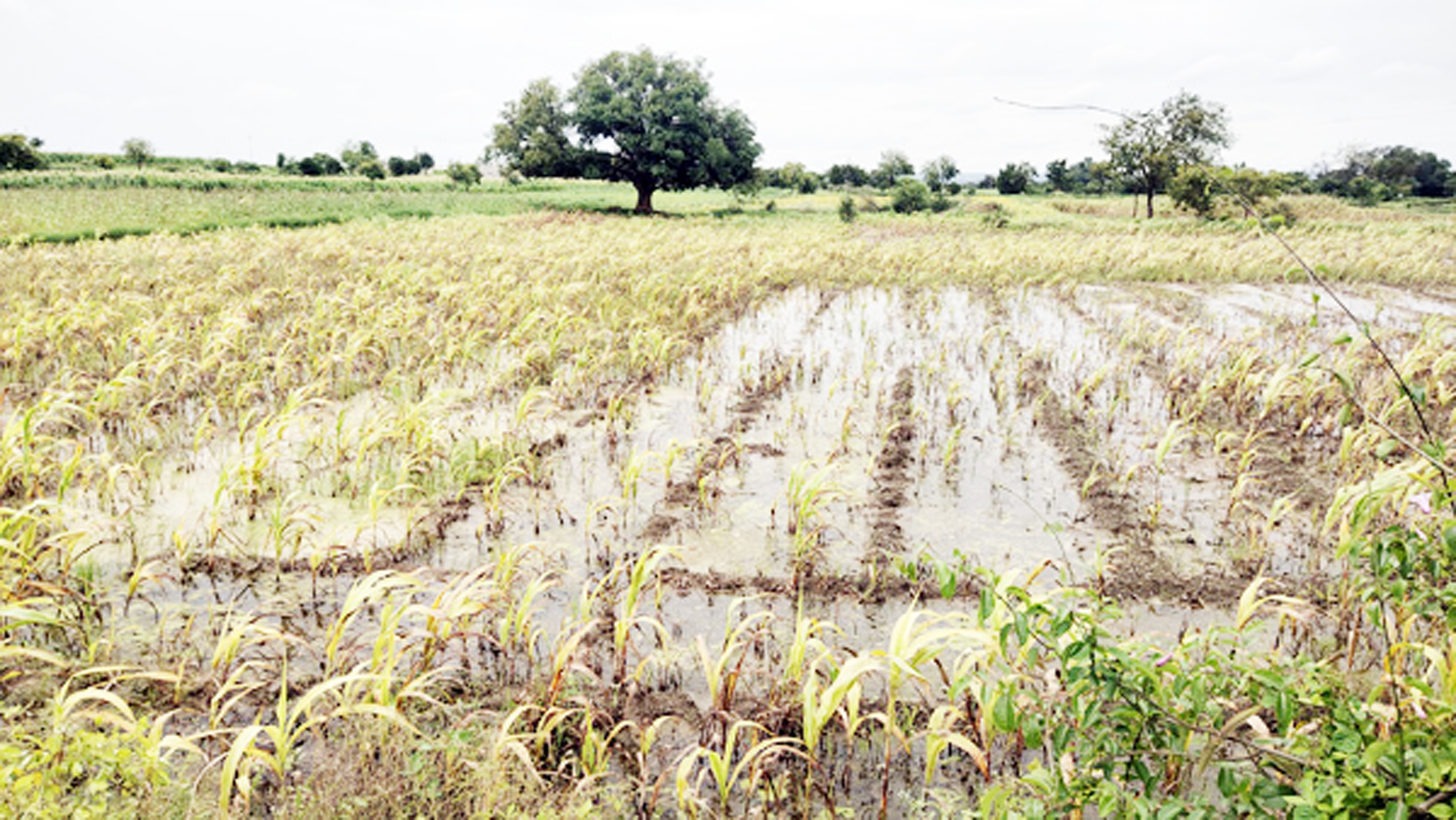 संततधार पावसामुळे पळशी परिसरातील खरीप हंगाम धोक्यात