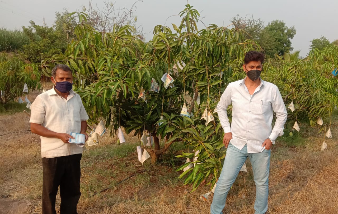 शेतकर्‍यांच्या जिद्दीनेच आंब्याची निर्यात वाढली