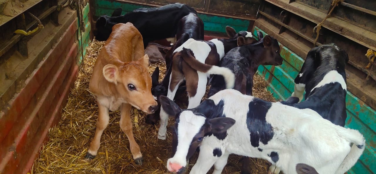 फलटणमध्ये कत्तलीसाठी जाणारा टेम्पो पोलिसांनी पकडला