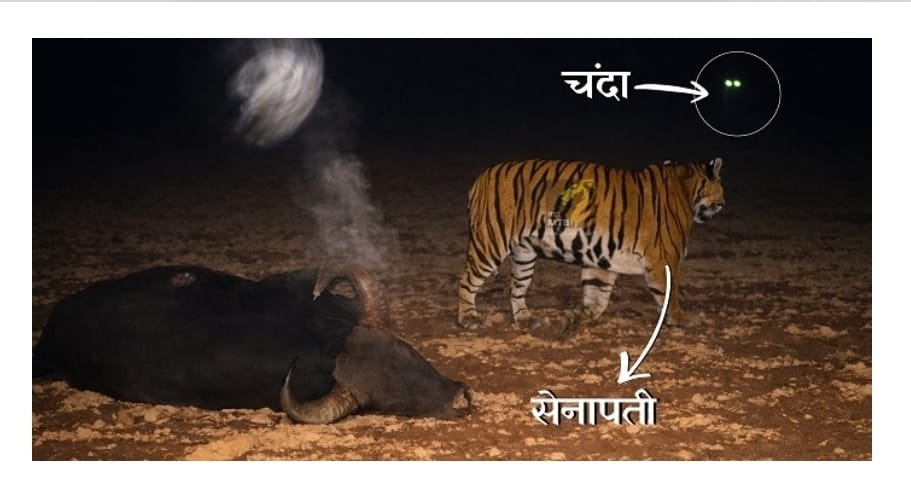 सह्याद्रीत वाघ पुनर्स्थापनेला मोठे यश ; ‘सेनापती’ व ‘चंदा’ यांचा एकत्र वावर