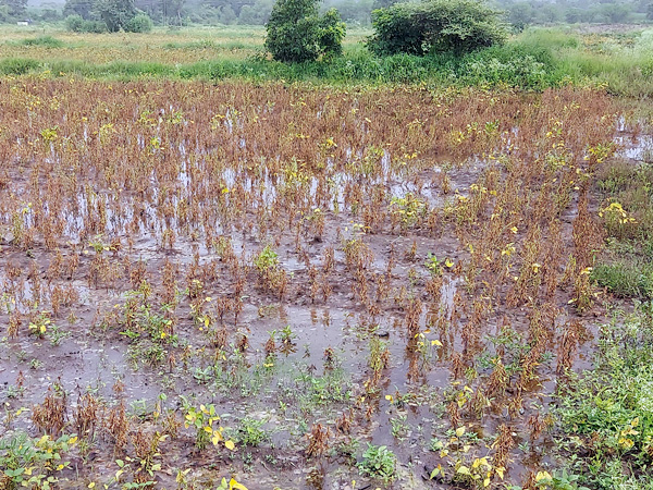 पुसेगाव परिसरात सततच्या पावसाने खरीप पिके धोक्यात