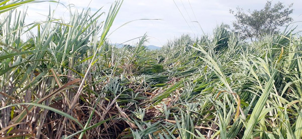 कोरेगावच्या उत्तर भागात वादळी वार्‍यासह पावसाने उसाचे पीक झाले भुईसपाट 