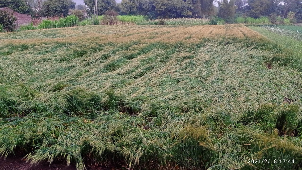 उत्तर खटाव भागात वादळी वारा, गारांचा अवकाळी पाऊस