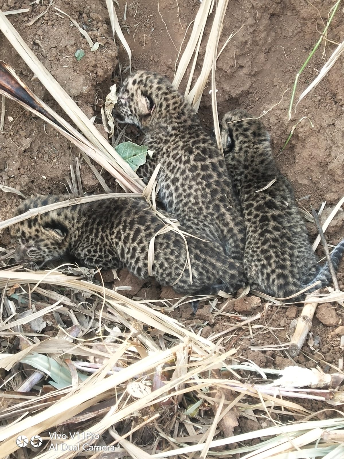 डोंगरानजीक उसाच्या शेतात बिबट्याची तीन पिल्ले   