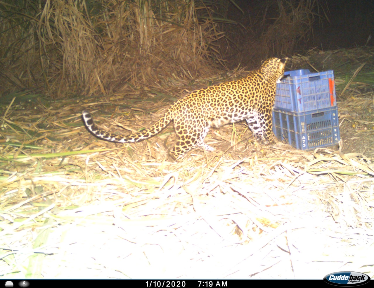 बिबट्या व बछड्यांची भेट ट्रॅप कॅमेऱ्यात कैद