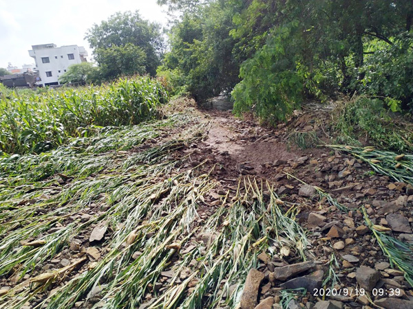 नरवणे परिसरात मुसळधार पावसाने पिके भुईसपाट