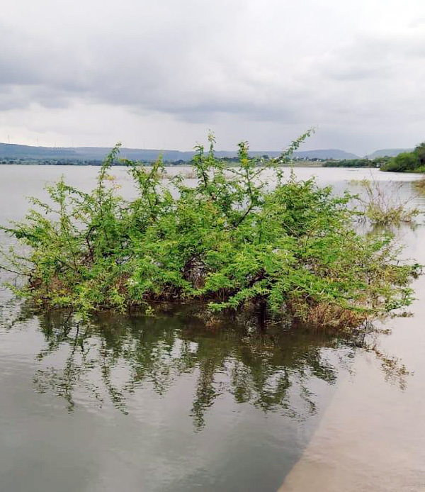 नेर तलावाच्या सांडव्याला रानवेली अन् झुडपांनी वेढले..