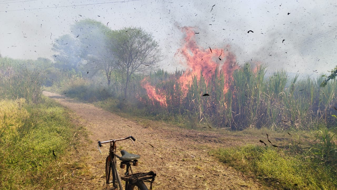 शॉर्टसर्किटमुळे 15 एकरातील ऊस जळून खाक; लाखोंचे नुकसान