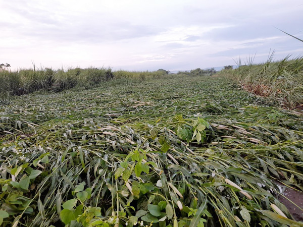 फलटण तालुक्यात पावसामुळे बाजरीसह ऊस पीक भुईसपाट