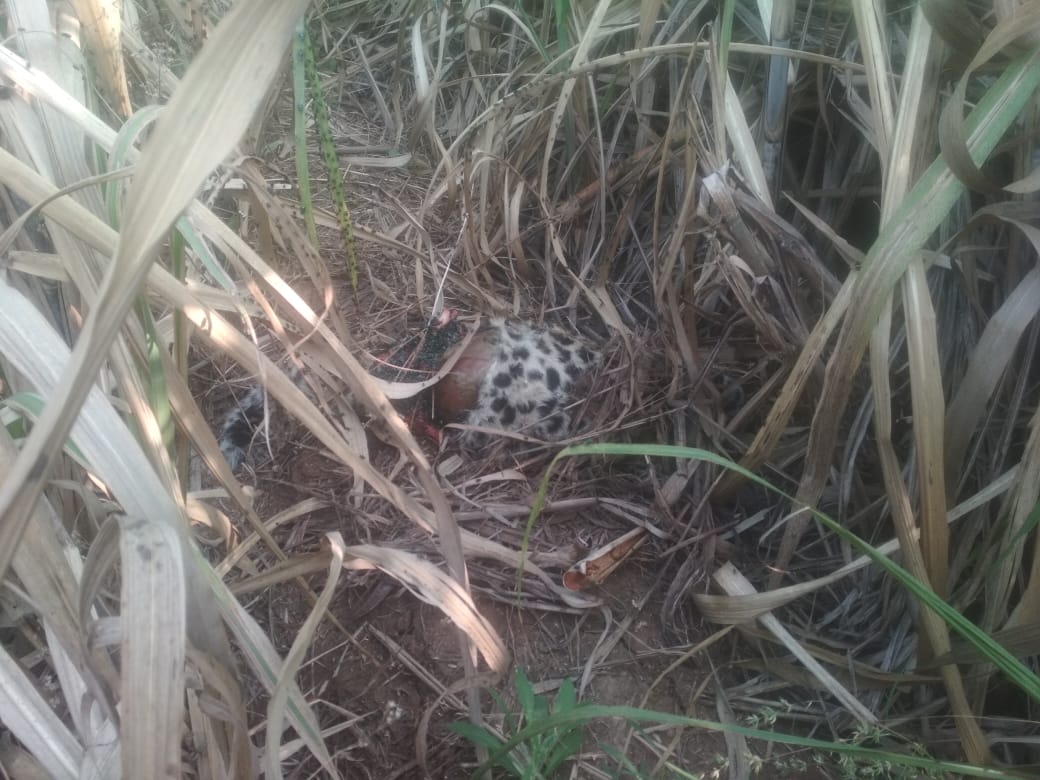 गमेवाडीत आढळळा मृत बिबट्या