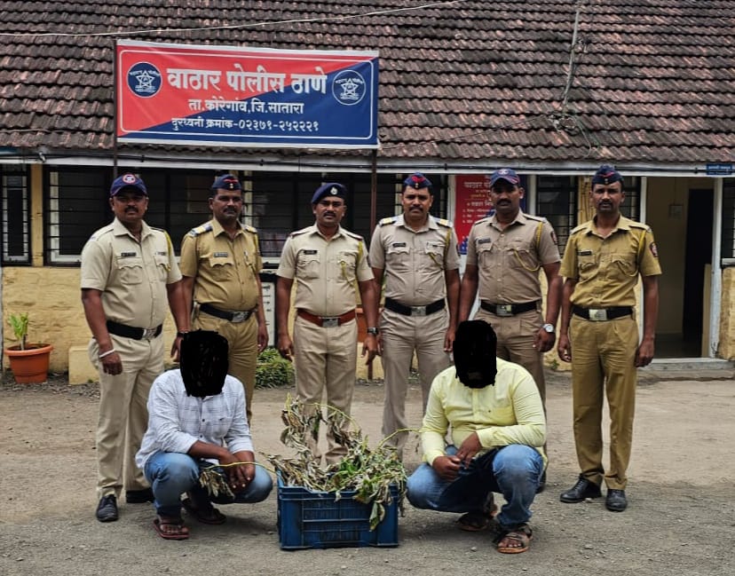 इटलीतून आयात केलेल्या  रेड रास्पबेरी पिकांची रोपे चोरणाऱ्या आरोपींना अटक 