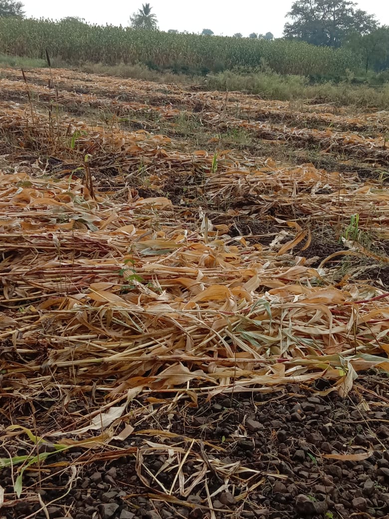लॉकडाऊनच्या झळा अन् निसर्गाची अवकळा