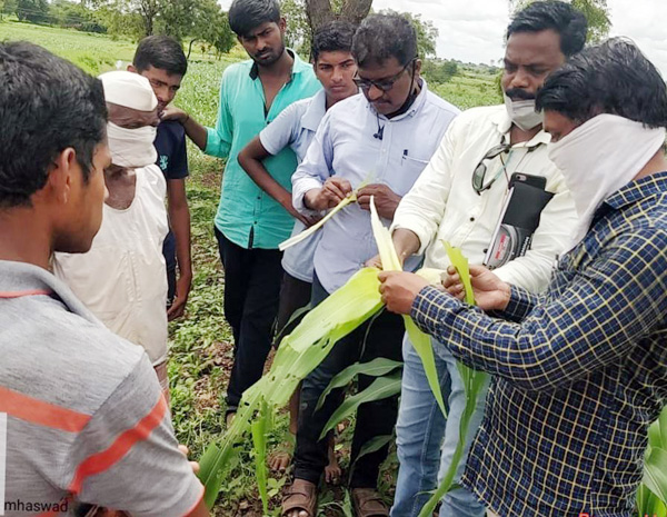 अमेरिकन लष्करी अळीच्या जीवनक्रमाची माहिती घेतल्यास संभाव्य नुकसान टाळणे शक्य