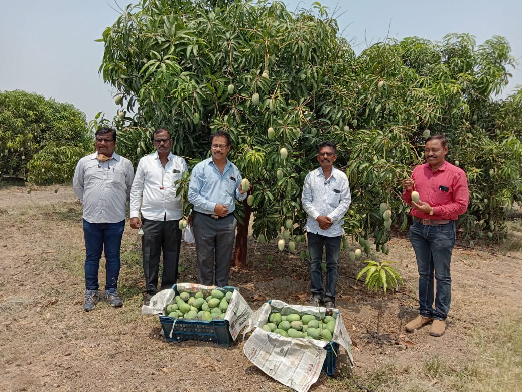 दुष्काळी माण तालुक्यातील केसर आंबा निघाला दुबईस..
