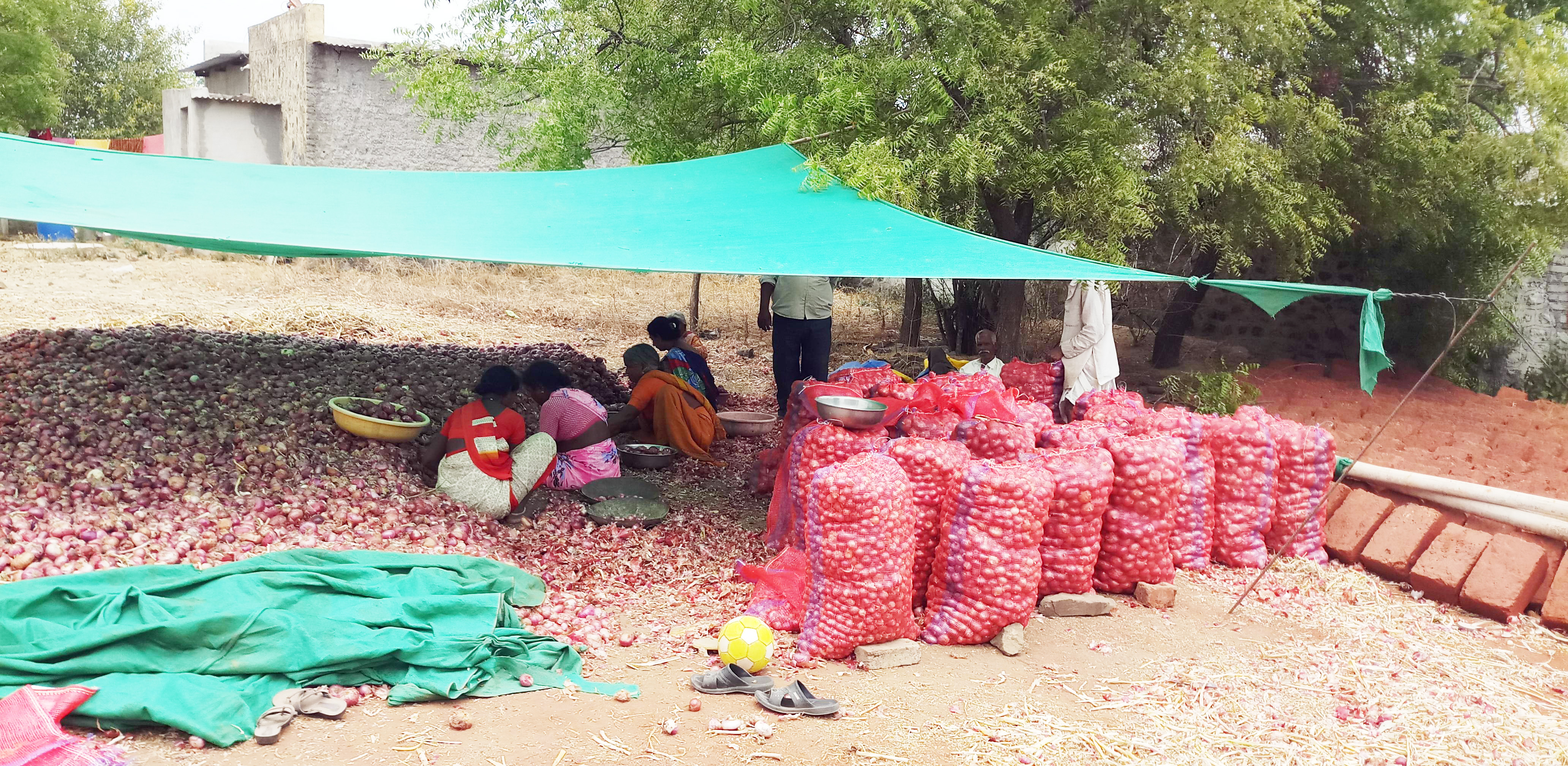 माणदेशी शेतकरी कांद्याचे भाव घसरल्याने हवालदिल