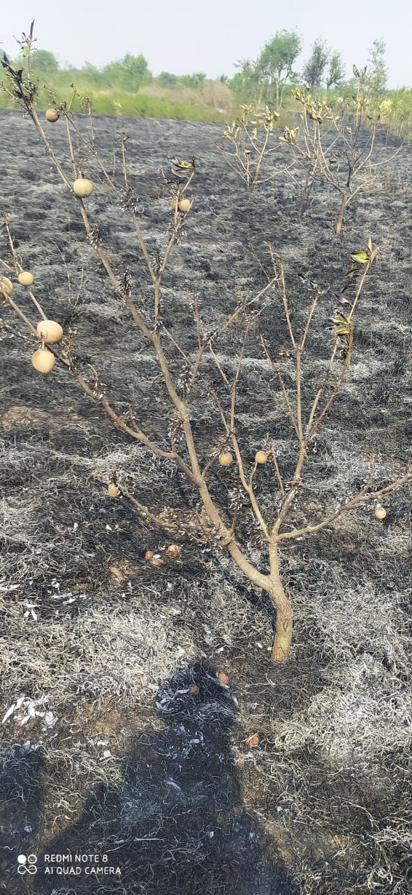 गणेशवाडीत फळबाग व ऊस जळून खाक; लाखोंची वित्तहानी