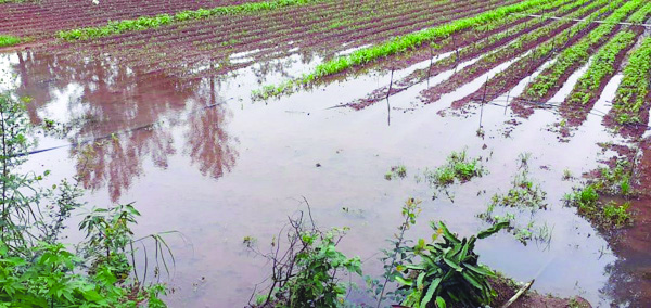 संततधार पावसामुळे महाबळेश्‍वर तालुक्यातील खरीप पिकांचे नुकसान
