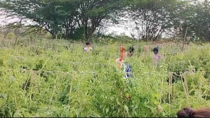 अवघ्या 36 गुंठ्यात मिरची लागवडीतून मिळवले लाखोंचे उत्पन्न