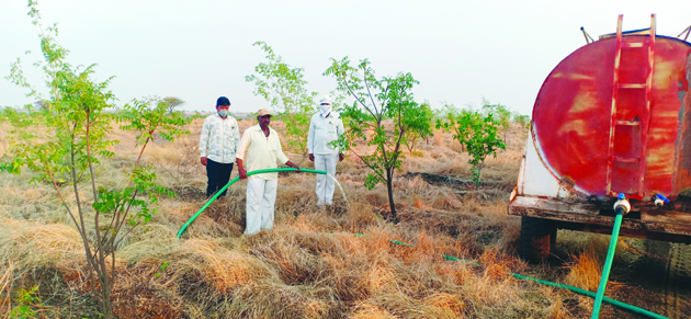 हस्तनपूरच्या उजाड माळरानावर वनविभागाने फुलवली वनराई..!