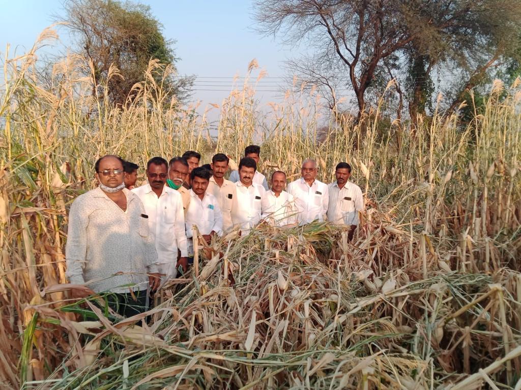 शेंडगेवाडीत गारपिटीने नुकसान झालेल्या पिकांची राष्ट्रवादी काँग्रेसच्या पदाधिकार्‍यांकडून पाहणी