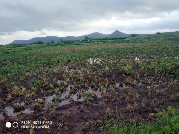 सततच्या पावसाने नुकसान झालेल्या पिकांची भरपाई मिळावी
