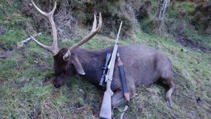 सांबराच्या शिकार प्रकरणी नाव गावातील आरोपी ताब्यात 