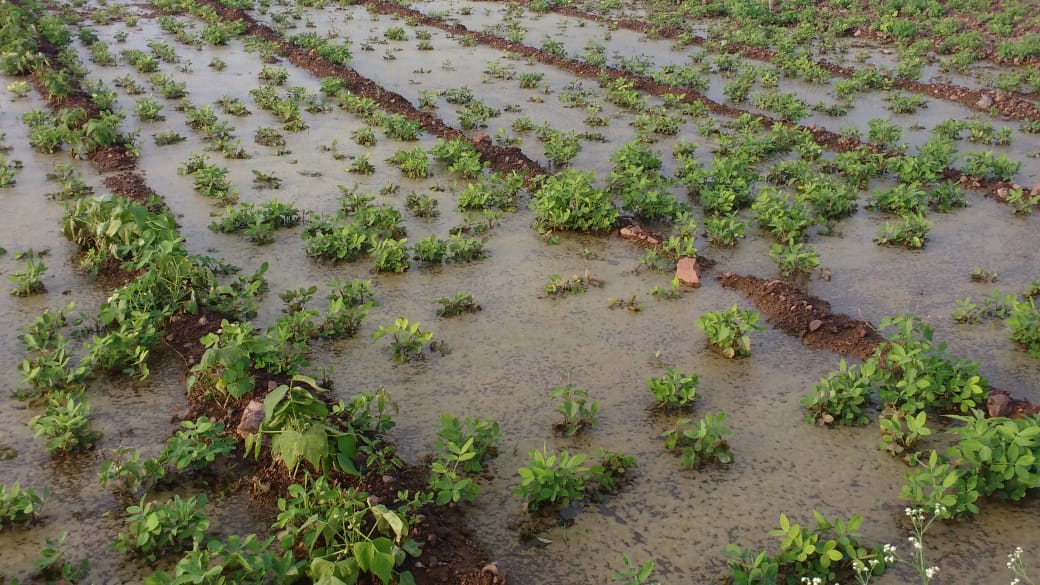 वरकुटे परिसरात पावसामुळे पिके पाण्याखाली