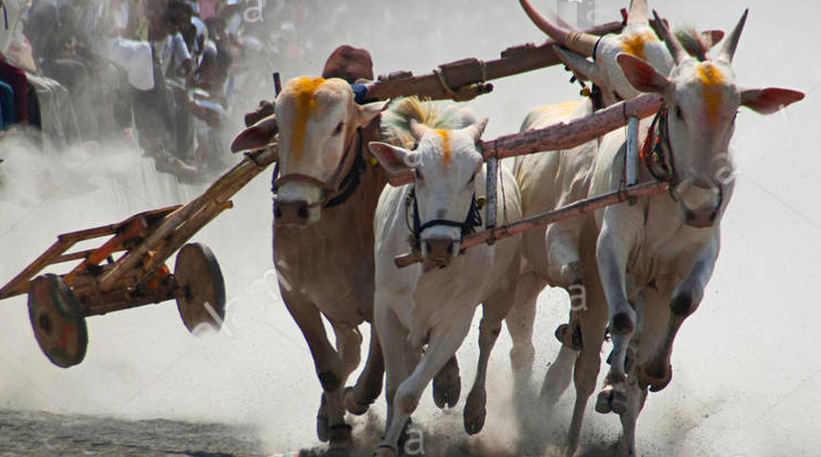 बैलगाडी शर्यत भरवल्याप्रकरणी सात जणांवर गुन्हा दाखल