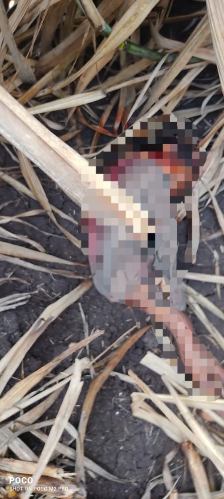  बिबट्याने पाच वर्षाच्या मुलाला आईसमोरून उचलून नेले 