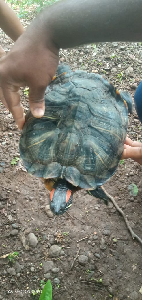 विदेशी प्रजातीचे कासव ढेबेवाडी खोऱ्यात आढळले