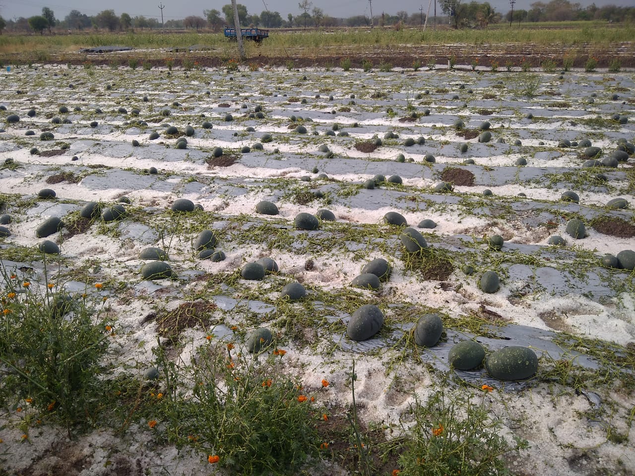 वाठार स्टेशन परिसरात तुफान गारांचा पाऊस