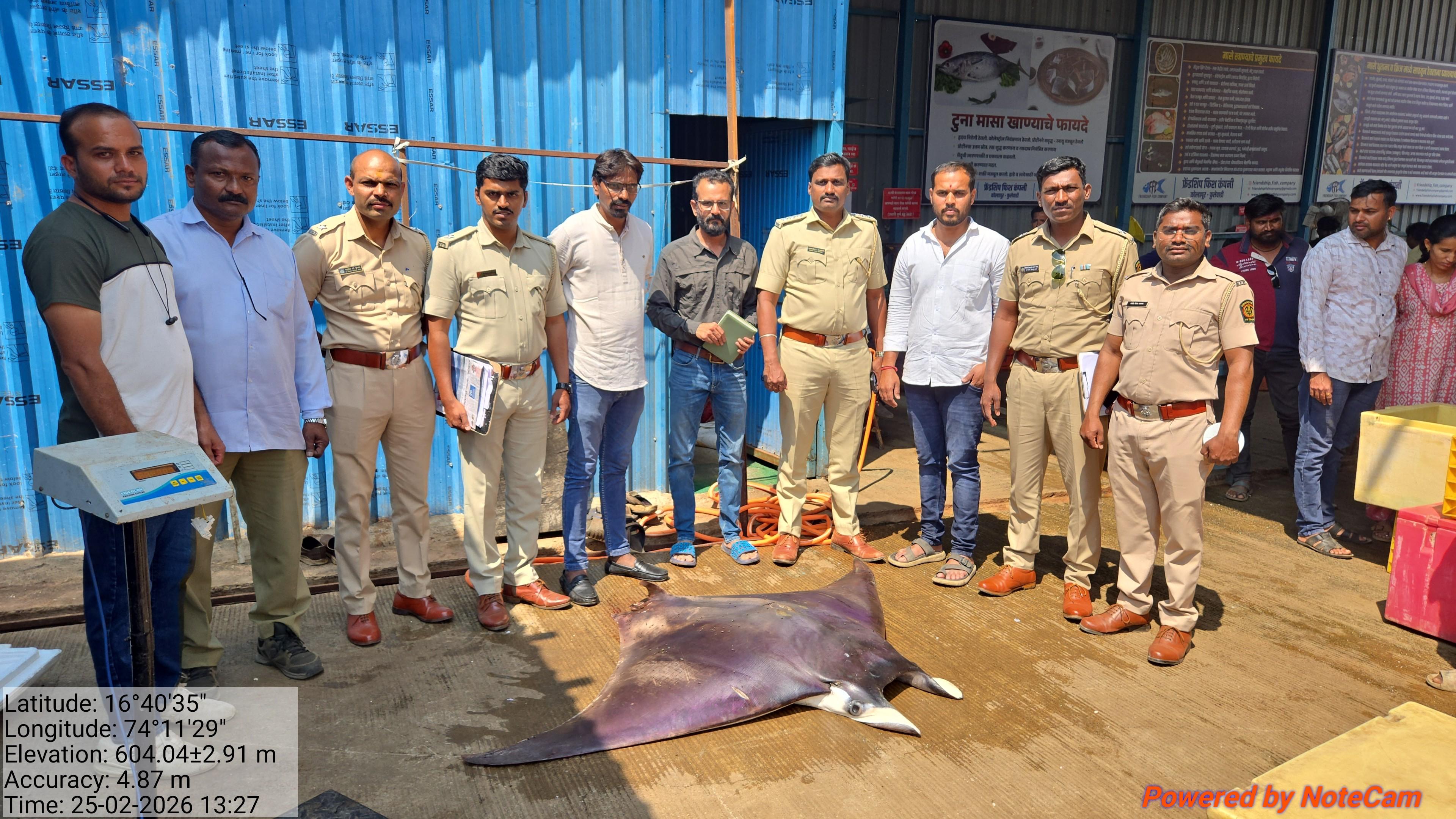 फुलेवाडीत दुर्मिळ ‘शॉर्टफिन डेव्हिल रे’ मासा जप्त; वन विभागाची कारवाई, एकावर गुन्हा दाखल