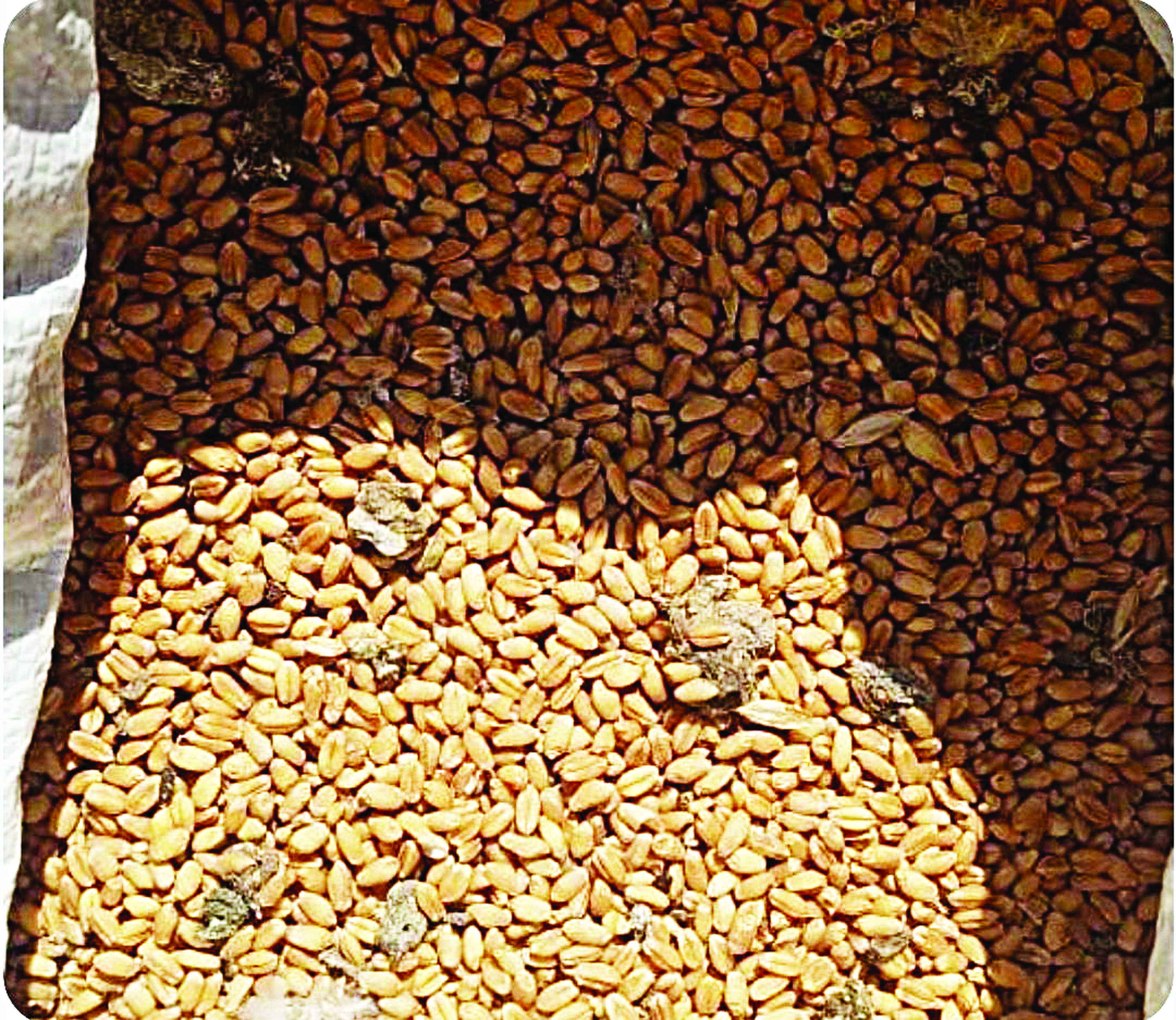 दानवली येथे नागरिकांना निकृष्ट दर्जाचे शिधावाटप